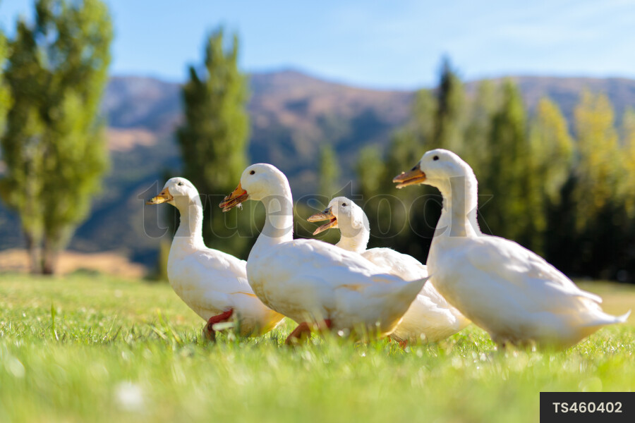 Four ducks walking in field next to trees