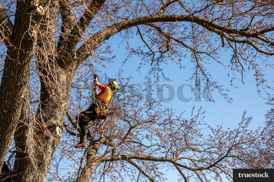 Worker Climbing Tree