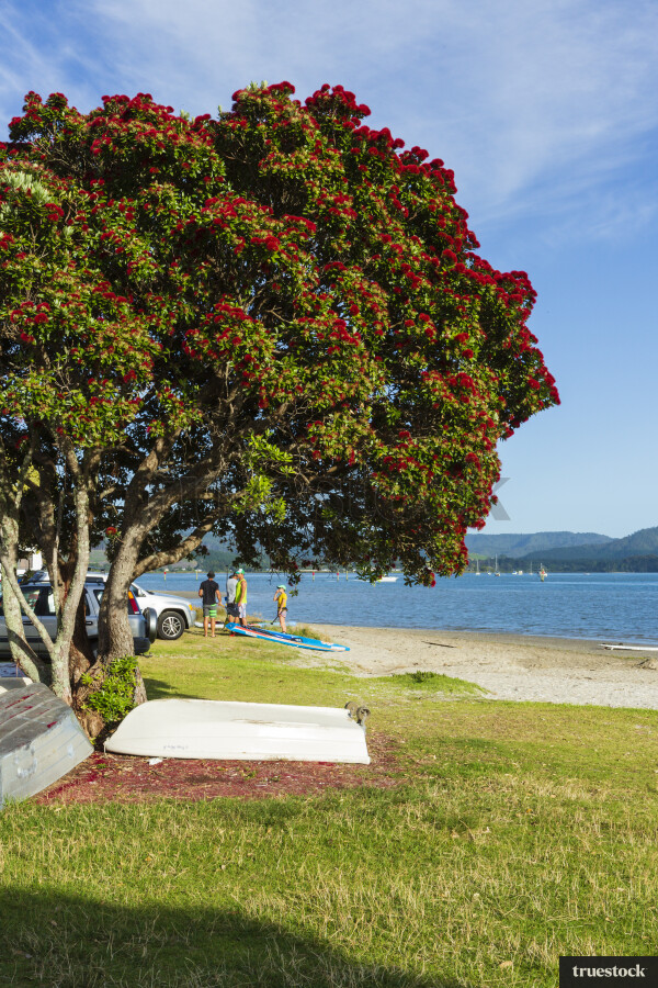 Boats Under Pohutukawa Tree