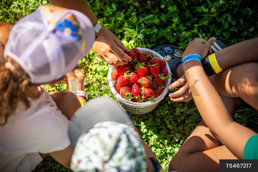 Family picking strawberries
