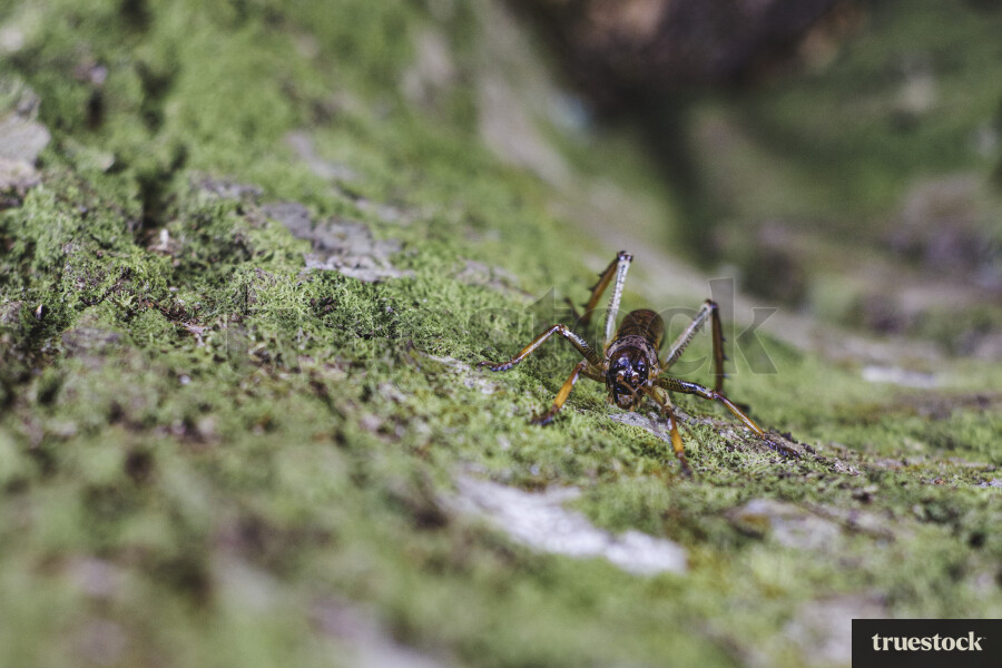 Close up of Wētā