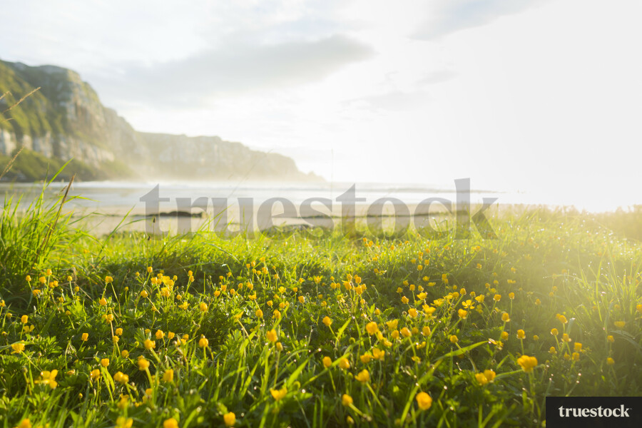 Flowers overlooking Balclutha beach at sunrise