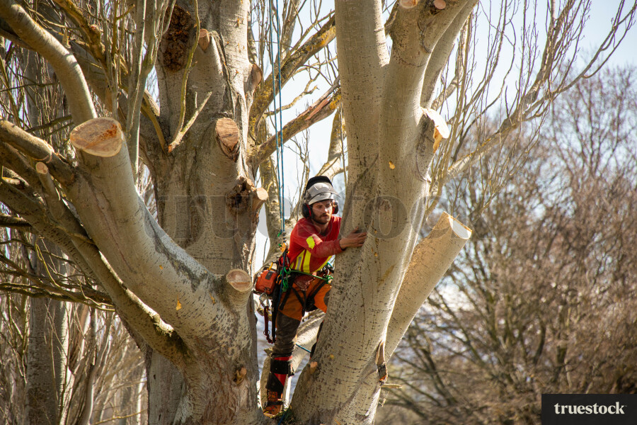 Worker Climbing Tree