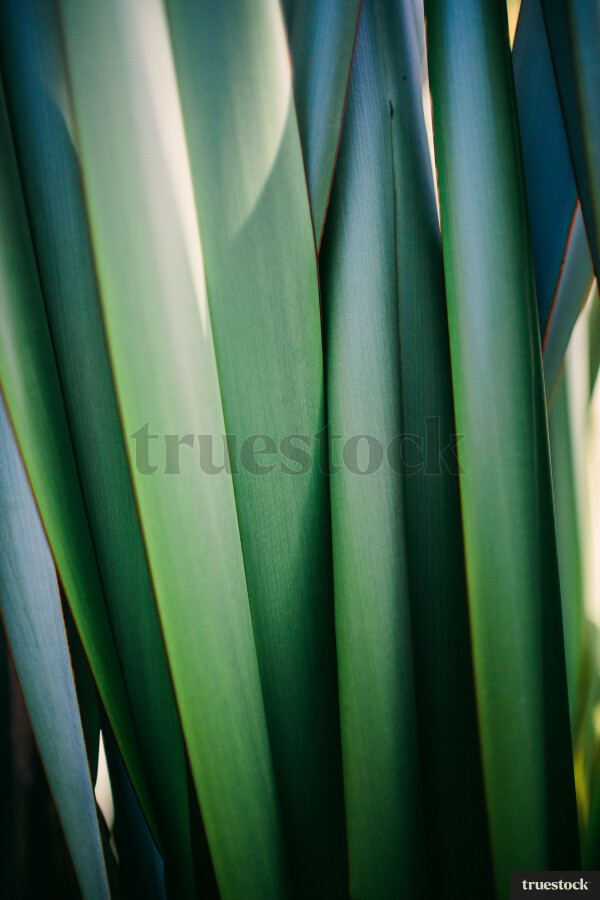 Flax leaves