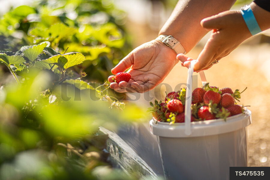 Hand of woman picking strawberries
