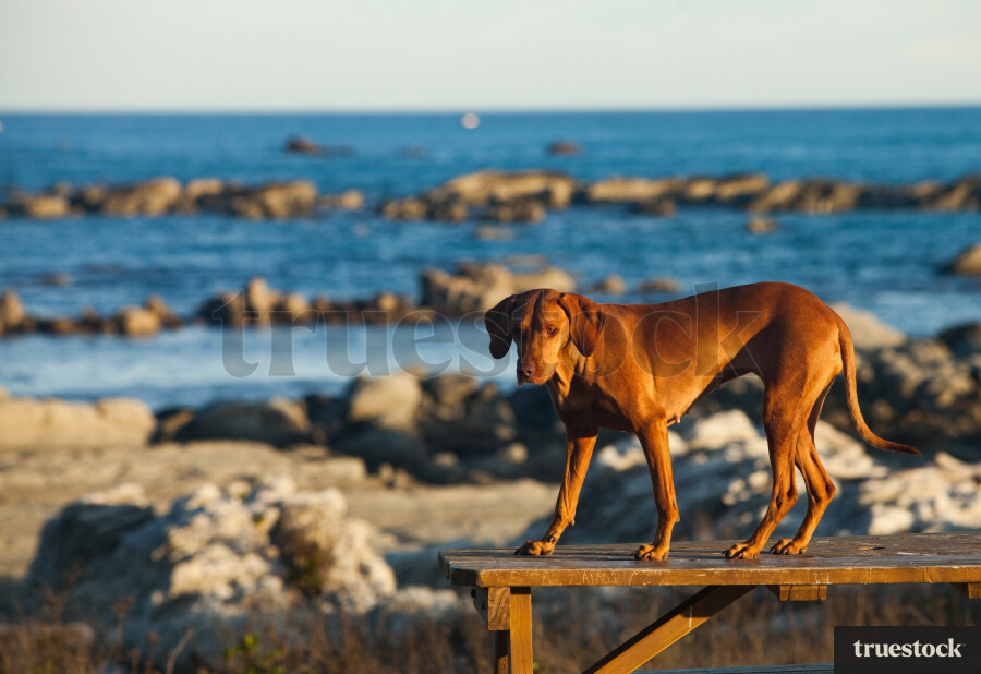 Dog walking on a bench at the beach