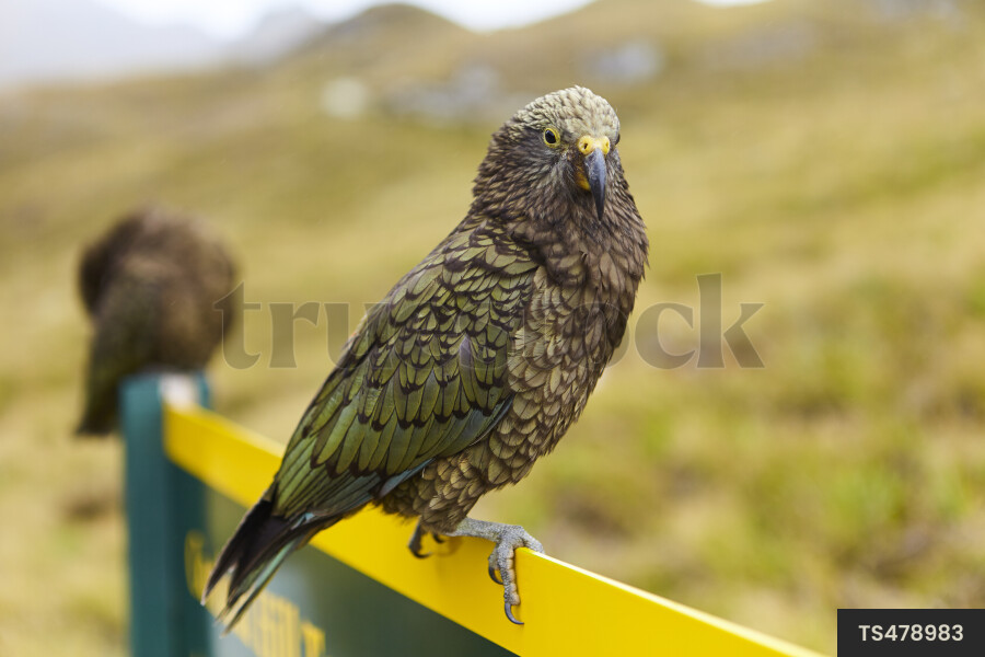 Kea birds perching on sign in national park