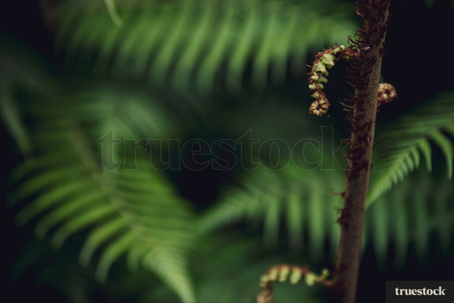 Fern plants