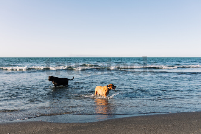 Dogs playing on beach