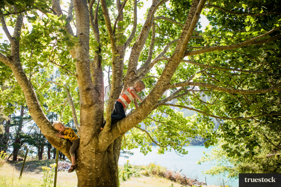 Children climbing and sitting in a tree