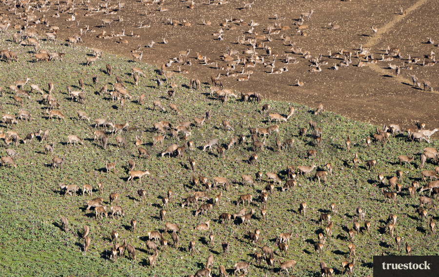 Deer Farm From Above