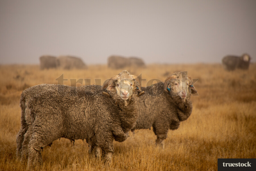 Merino Rams in Tekapo