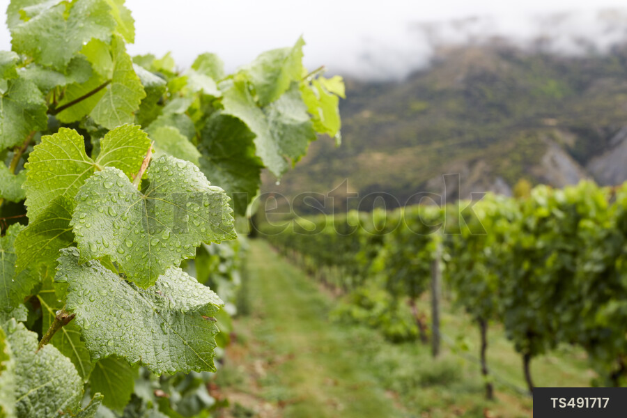 Close-up view of grape vines in vineyard
