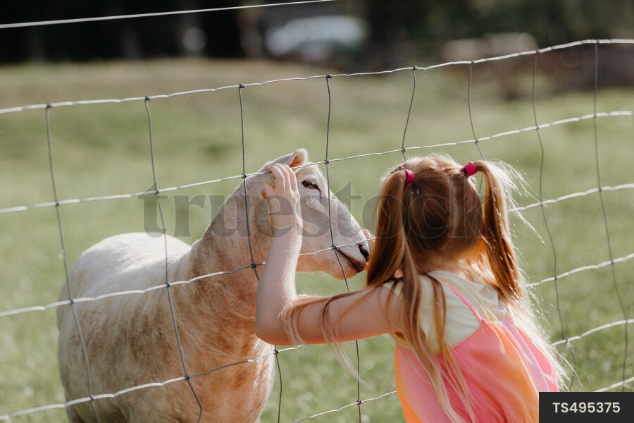 Young Girl With Sheep