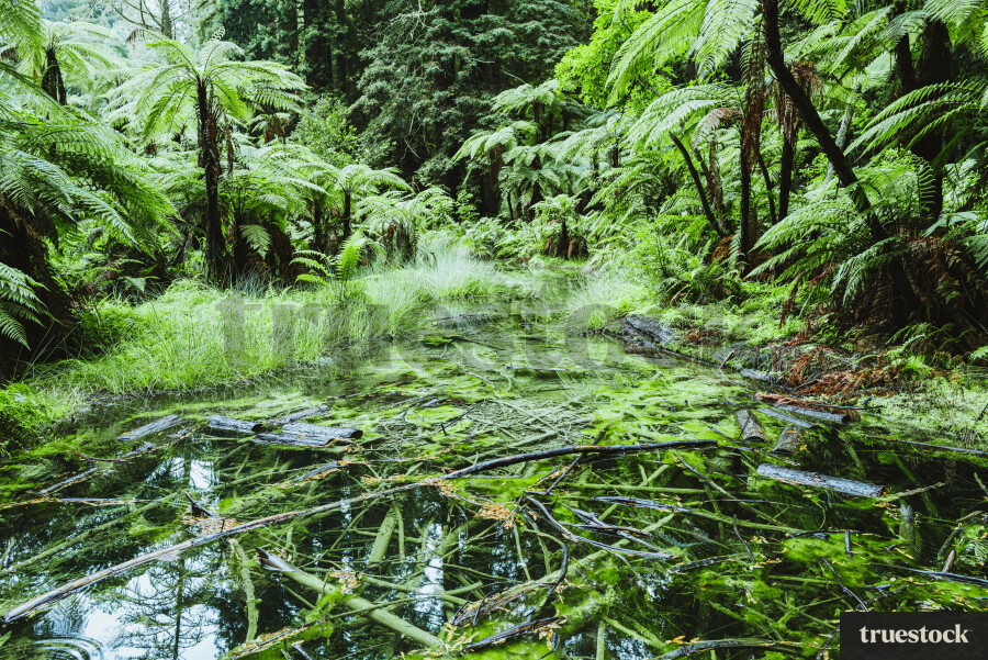Red Forest in Rotorua