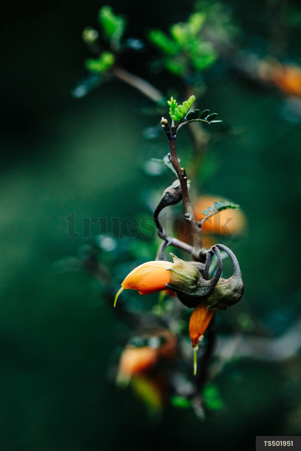 Kowhai flowers on branch