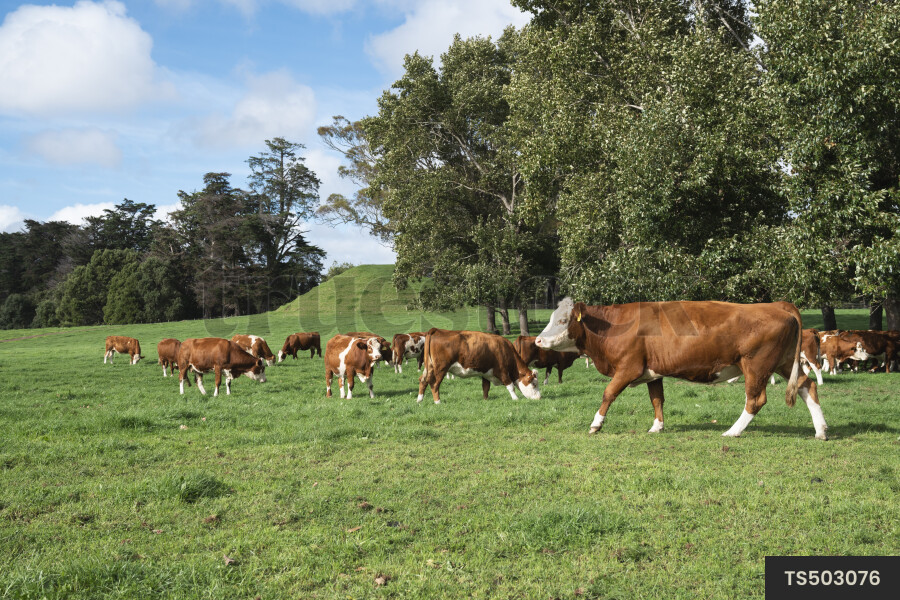 Cows grazing in paddock at Cornwall Park