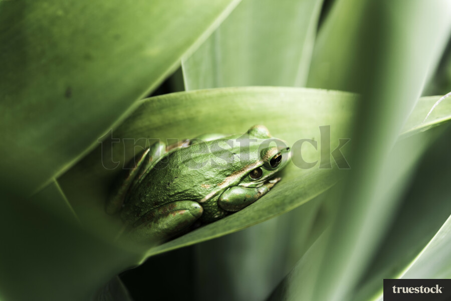 Close up of Golden Bell Frog on Plant