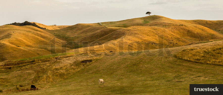 Grass hills at Kai Iwi lakes