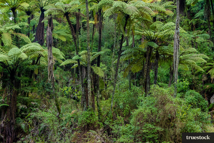 Native bush