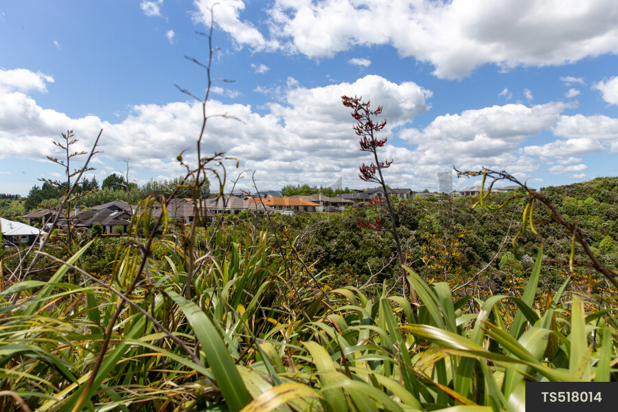 Tauranga Suburban Landscapes