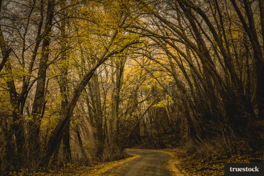 Long windy road through tall skinny forest trees