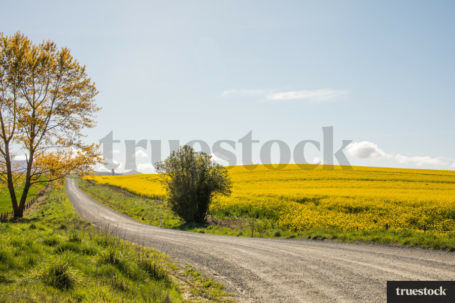Canola field