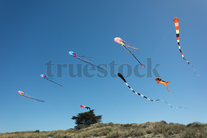 Kites in Sky