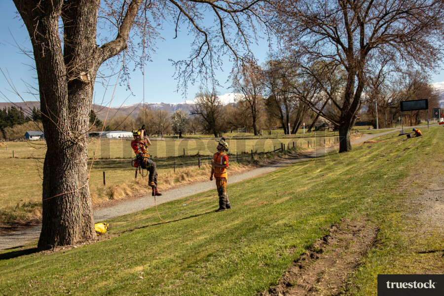 Workers Climbing Tree