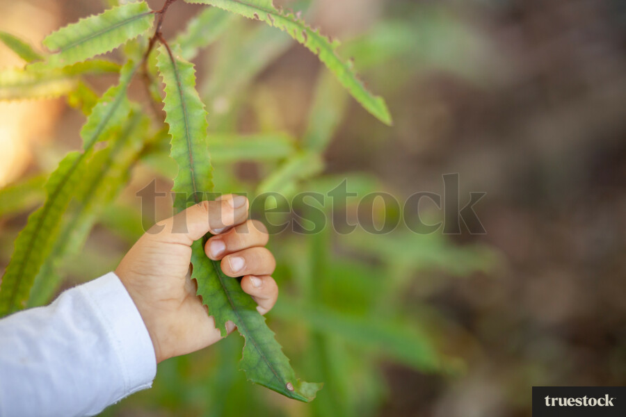 Child holding fern branches