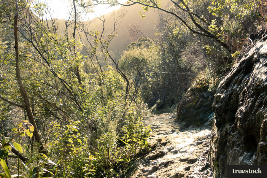 Bush Hike Coromandel