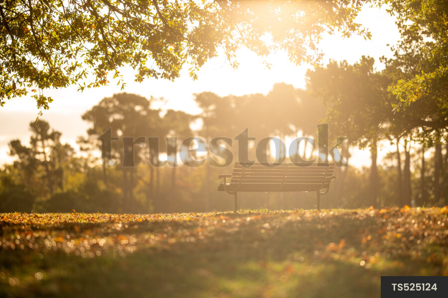 Hagley Park in autumn