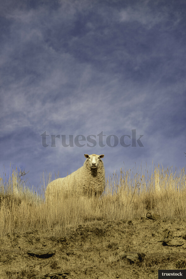 Sheep in Long Grass