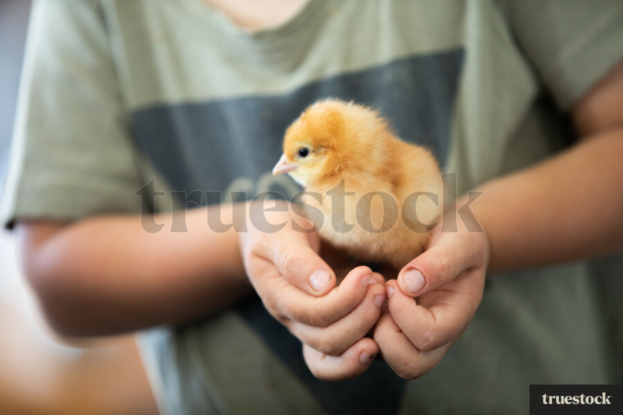 Boy Holding Little Chick