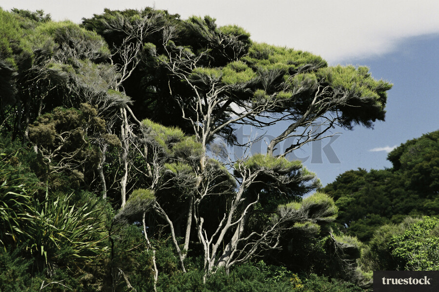 New Zealand Bush