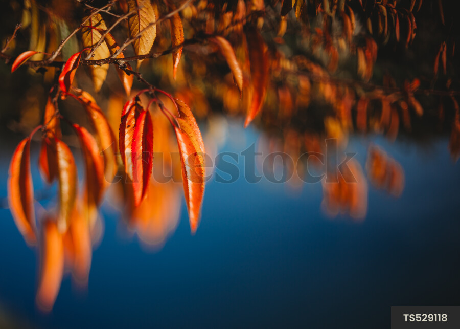 Close-up view of autumn leaves