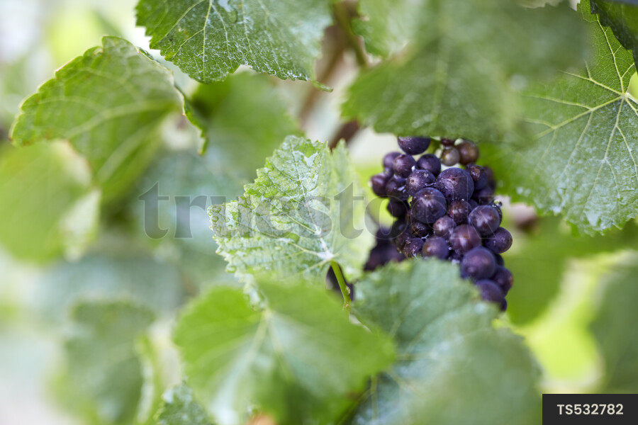 Close-up view of grape vines in vineyard