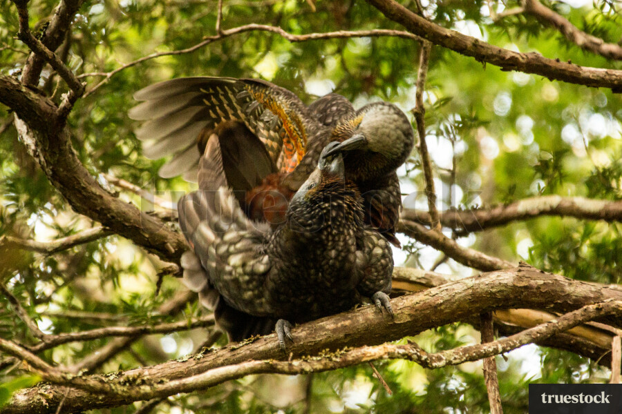 Kea sitting on tree