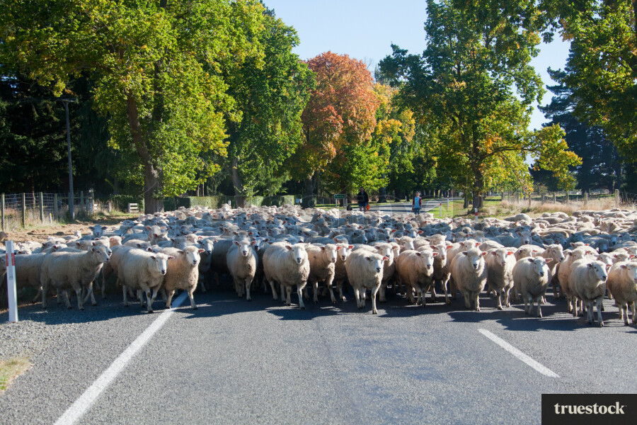 Herd of sheep walking across the road in the country