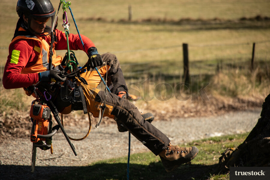 Worker Climbing Tree