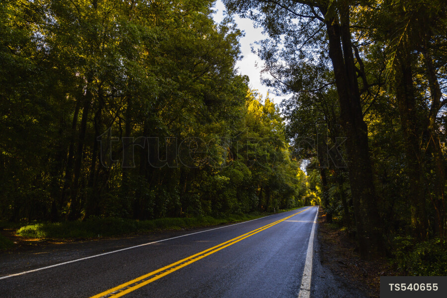 Road through Fitzgerald Glade
