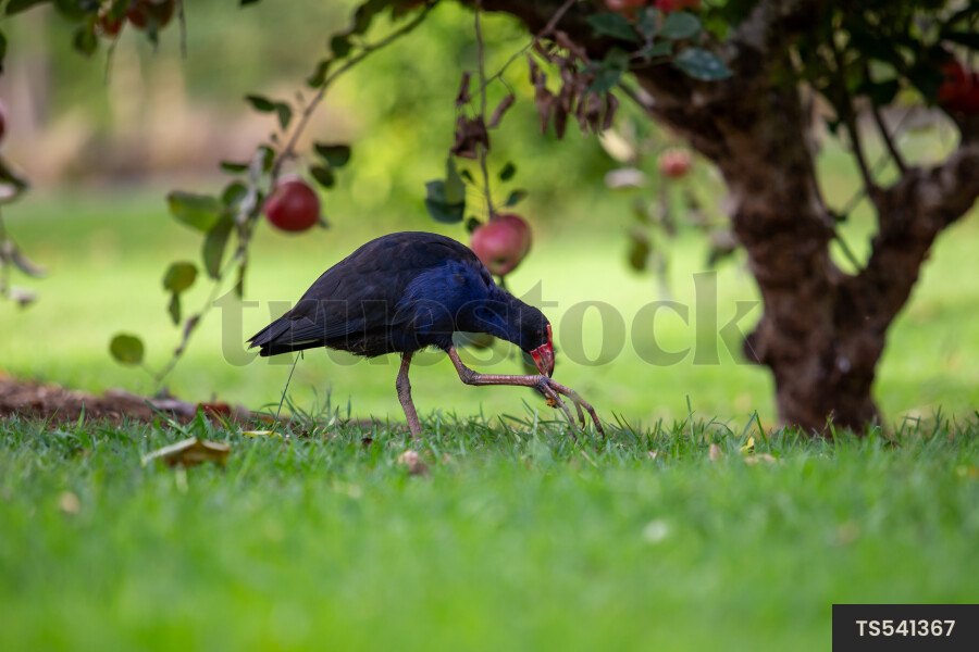 Pukeko bird walking by apple tree in orchard