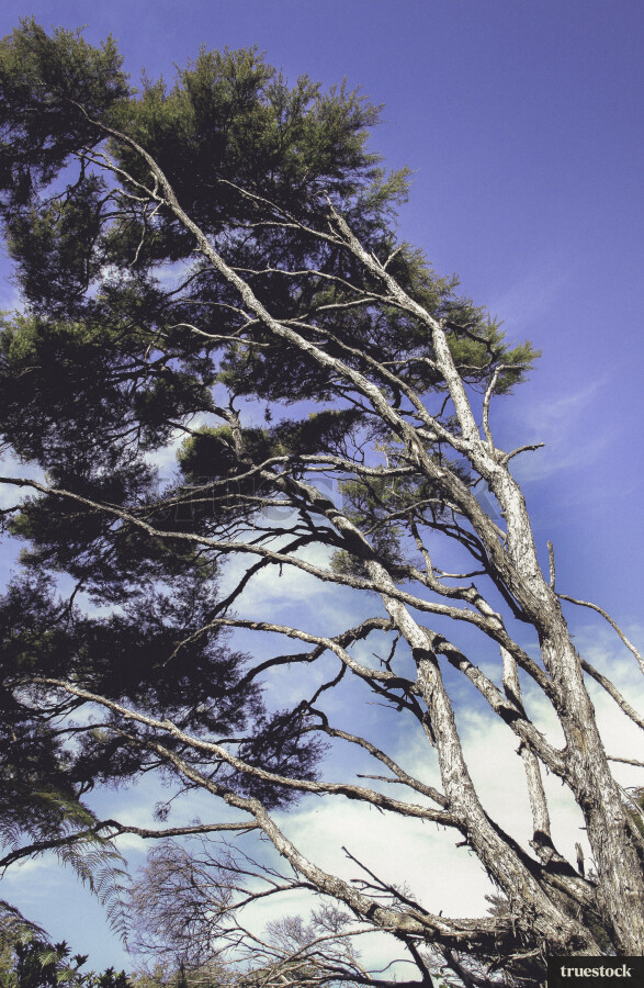 Windswept Tree
