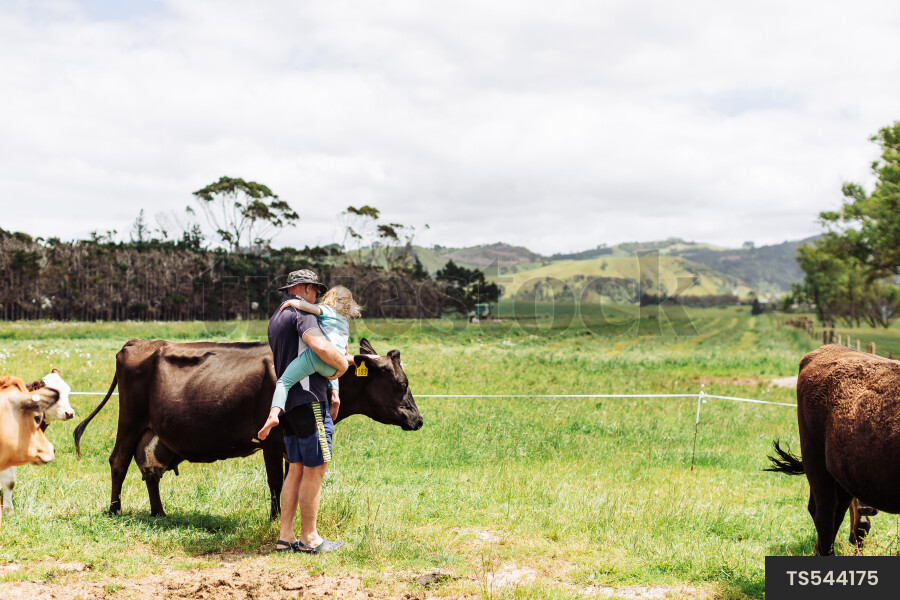 Cows on Farm