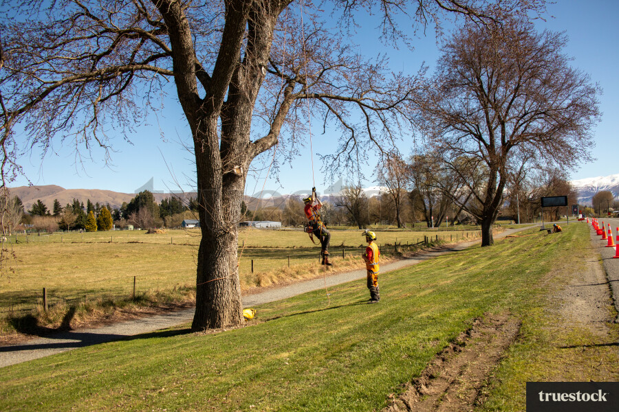 Workers Climbing Tree