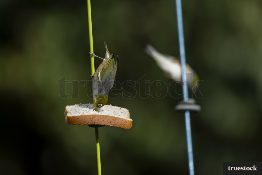 Waxeye eating bread