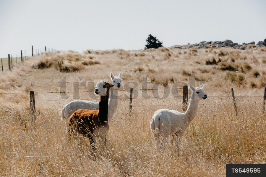 Alpacas on Farm