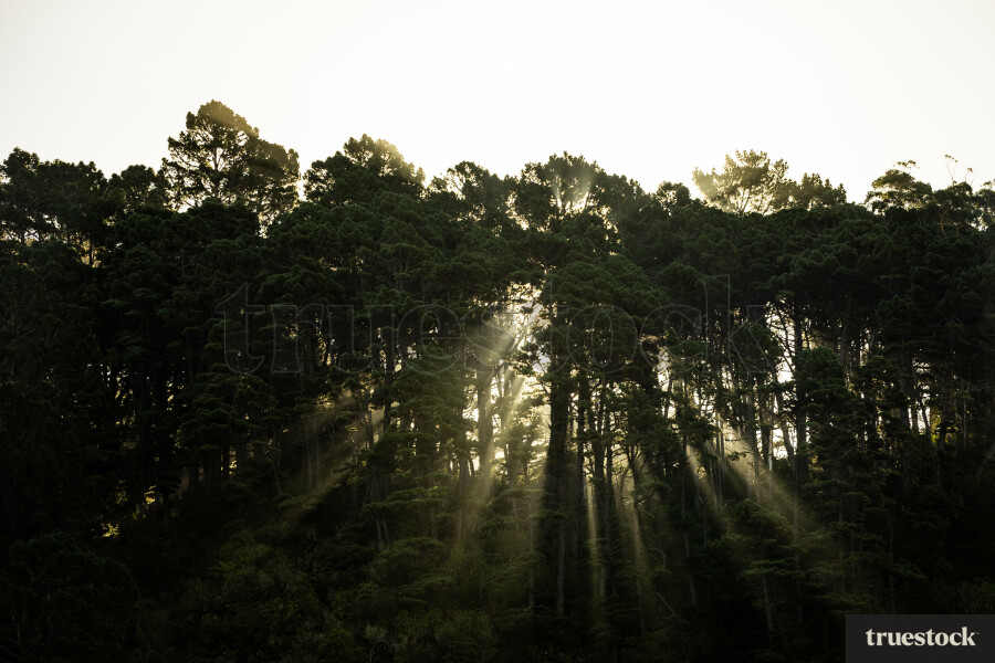 Sunlight shining through the tall forest trees in the afternoon