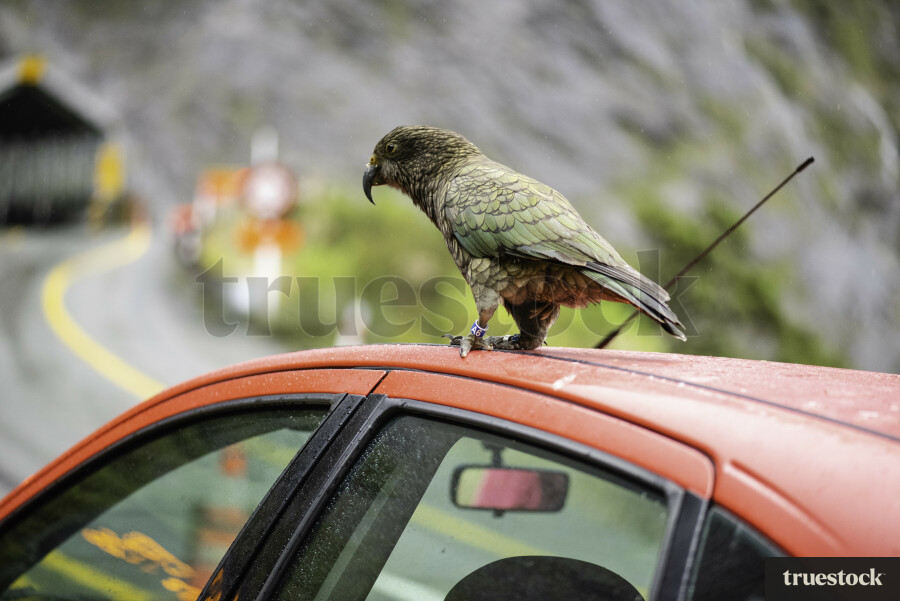 Kea in Milford Sound