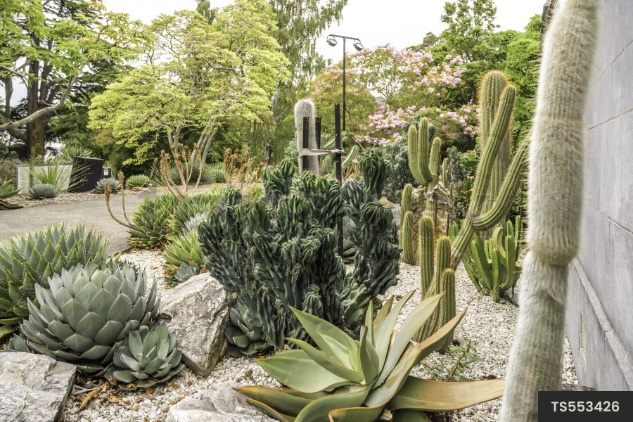 Cacti by sidewalk in park with green trees